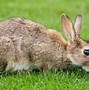 Image result for Austrailan Wild Rabbit