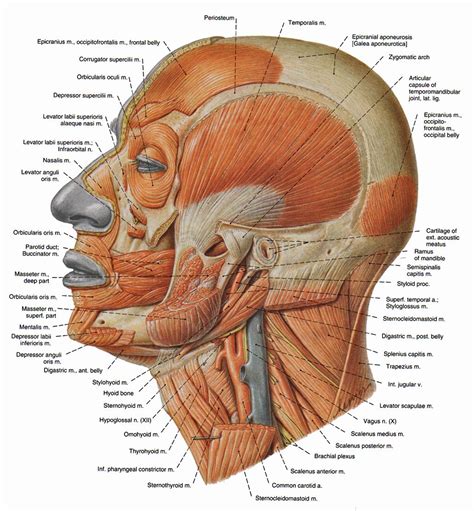 muscles | Muscles of facial expression, Human anatomy systems, Muscle anatomy