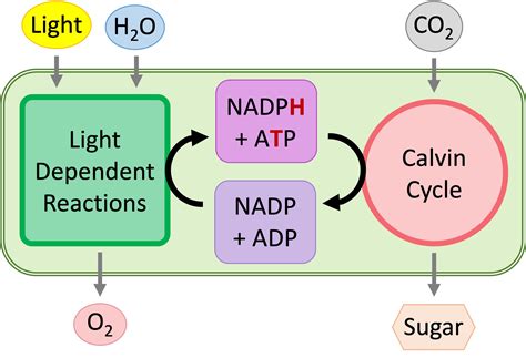 Photosynthesis AHL