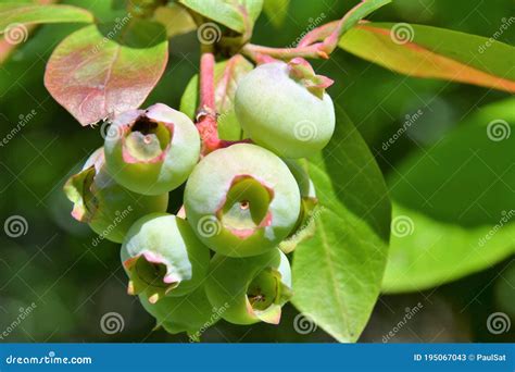 Vaccinium Corymbosum, the Northern Highbush Blueberry Stock Image ...