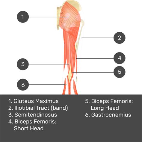 Glute Muscles Diagram