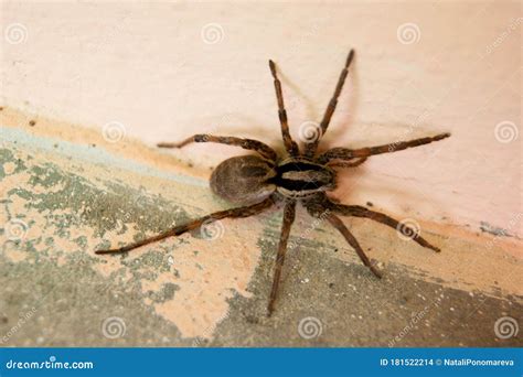 A Family of Araneomorphic Spiders - a Funnel Spider Crawls on a Sunny ...