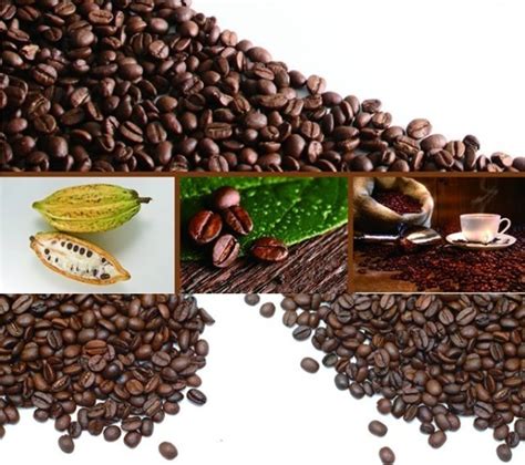 咖啡豆的种类及产地介绍 中国咖啡网