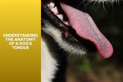 Are Dogs Tongues Cleaner at Lisa Hawke blog