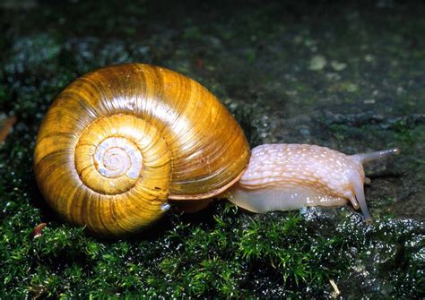 Konsep Terbaru Animal Phylum Mollusca Examples