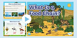 Food Chain PowerPoint - Science Resource - Twinkl