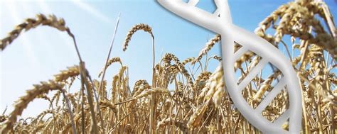 Was ist Crispr/Cas? 5 Fakten zur Genschere in der Landwirtschaft ...