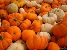 Orange Wallpaper Pumpkin by Wallpaper With Pumpkins Free Best Hd Wallpapers Orange Wallpaper Pumpkin