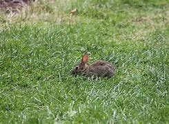Image result for Baby Bunnies Eating