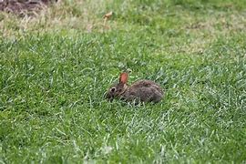 Image result for Baby Bunnies 1 Week