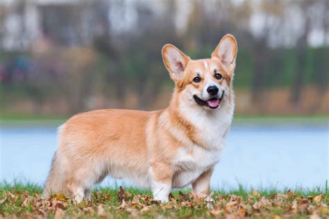37 Awesome Brown and White Dog Breeds (With Pictures)