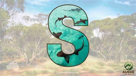 Explore the Australian Animals A-Z List