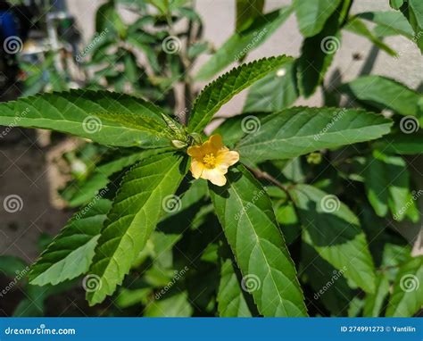 Yellow Flower of Common Wireweed (Sida Acuta) Stock Image - Image of common, bloom: 274991273 - genus of mediterranean plants with spiny leaves