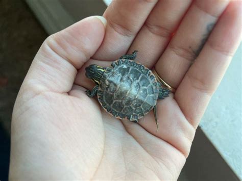 Image result for Turtle Shell Backpack for Custom Use