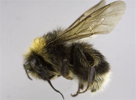 COSEWIC Assessment and Status Report on the Western Bumble Bee Bombus ...