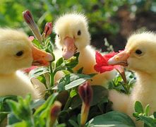 Image result for Cute Spring Baby Animal Funny