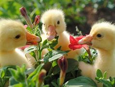 Image result for Images of Spring Animals