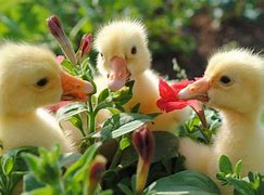 Image result for Cute Cartoon Spring Animals