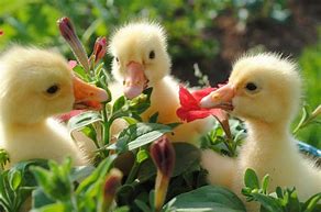 Image result for Spring Animals Bunnies