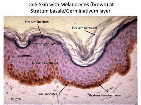 Layers Of Skin Under Microscope Labeled at Roger Burgess blog