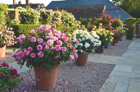 Gardening in Small Spaces: Growing Roses in Containers - Florissa
