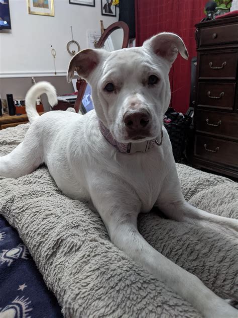 Full Grown White Pitbull