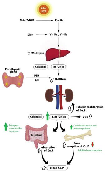 Effects of Boron-Containing Compounds on Liposoluble Hormone Functions