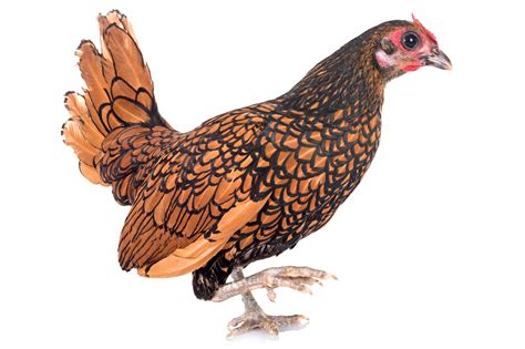 Bantam Chickens: Breed Profile and Care Guide (2024)