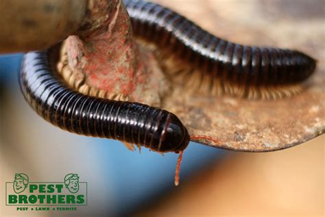 What Do Millipedes Eat? Prevent Infestations in Your Home