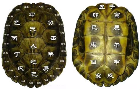 为什么古人用龟甲来占卜？原来龟的传统文化因素太明显了_灵性_乌龟_动物