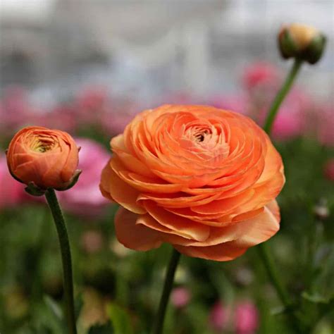 Is Ranunculus Toxic To Cats And What To Watch For