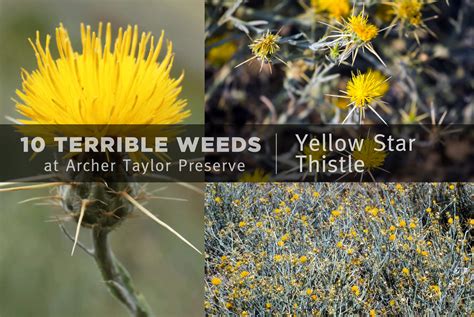 Fun Fact Friday –“10 Terrible Weeds: #4 Yellow Star Thistle” — Land Trust of Napa County