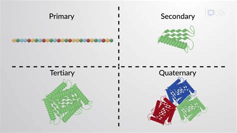 Primary Secondary Tertiary Quaternary Structure