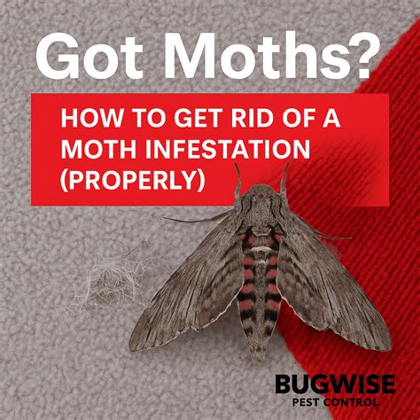 Moth Infestation? Here’s The Best Way To Get Rid Of It