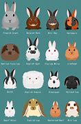 Image result for bunny breeds