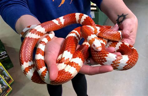 zOUT OF STOCK - BI-COLOR ALBINO HONDURAN MILK SNAKE - CB 201