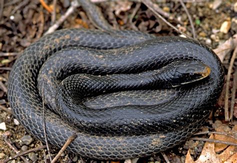 Types Of Snakes In Central Ky at Helene Whetsel blog
