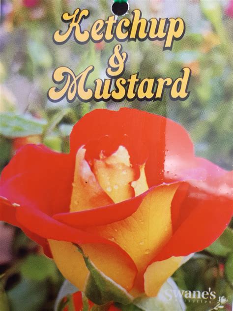 Ketchup & Mustard Rose Help Me Find at Odessa Francis blog