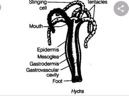 Well labelled diagram of an hydra and a planaria - Brainly.in