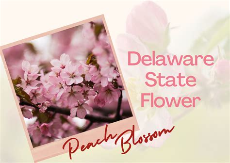 Delaware State Flower - Peach Blossom | Wanner's Flowers