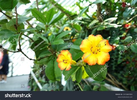 Bicolored Flower Orangeyellow Vireyas Rhododendrons Blooming Stock ...