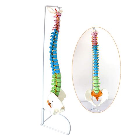 Buy LUCKFY Flexible Spine Model Human Anatomical Anatomy Classic ...