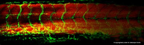 Agrivet Research & Advisory