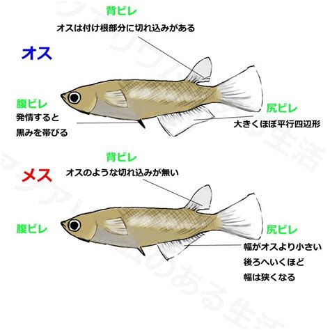 Image result for Example of Debugging Using Letters for Grade 2