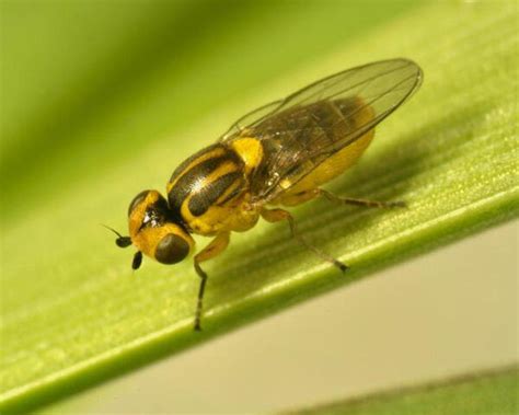 Neuer Schädling lässt Getreidetriebe absterben | agrarheute.com