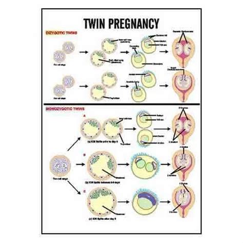 Midwifery & Child Health Nursing Charts - INC17- Spina Bifida Charts ...