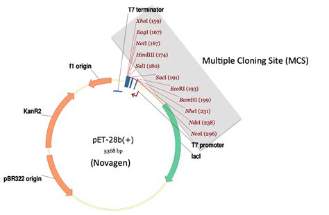 Plasmid Vector 的图像结果