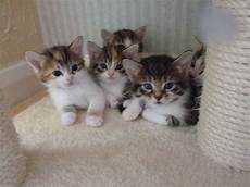 kitten for sale adorable kittens for sale epping essex pets4homes kitten for sale adorable kittens for sale epping essex pets4homes