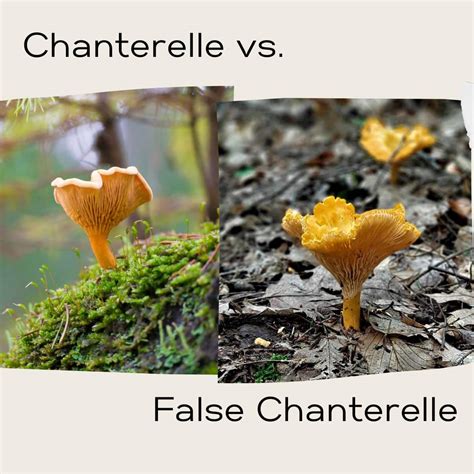 Chanterelles - Mushroom Appreciation