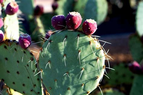 Expert Tips To Take Care Prickly Pear Cactus | Plantly